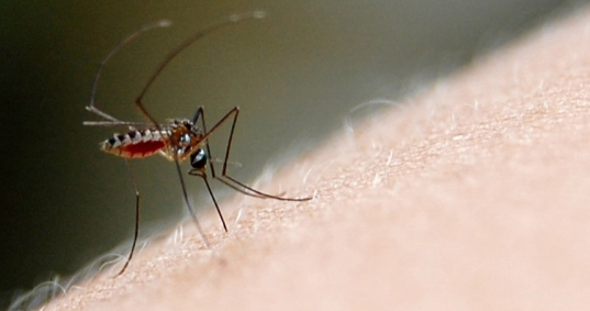 Seguimento e reabilitação motora e visual de crianças com microcefalia e infecção congênita pelo vírus Zika