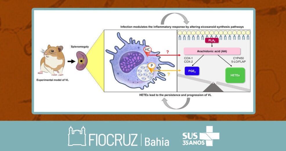 Estudo representa primeiro relato de síntese de eicosanoides in situ e sua influência na patogenicidade da Leishmaniose Visceral (LV) experimental